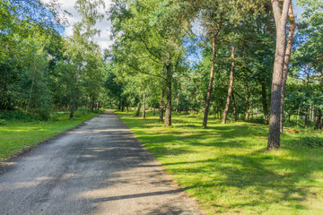 beautiful big forest road with grass and trees