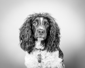Dog on background. taken in a studio.
