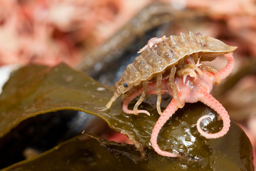 Synidotea nodulosa and Ophiura - inhabitants of the Kara Sea