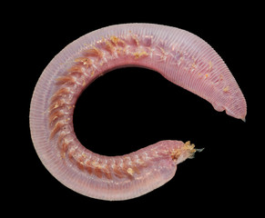 Scoloplos - inhabitant of the Kara Sea