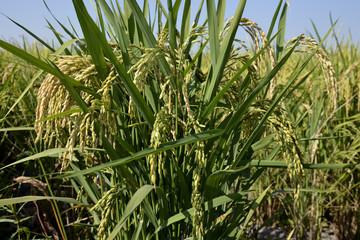 Ears of rice in paddy field