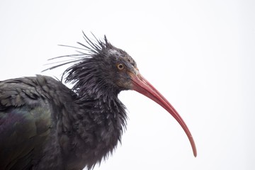 Northern Bald Ibis (Geronticus eremita)