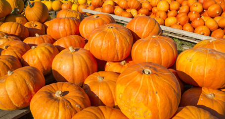 Autumn background. Colorful pumpkins.