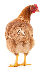 Brown hen isolated.