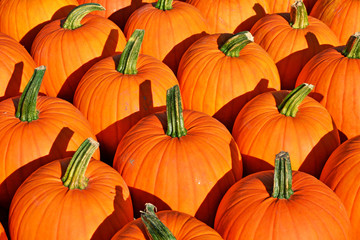 Autumn background. Colorful pumpkins. - Powered by Adobe