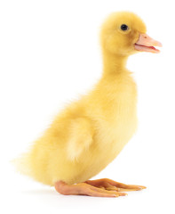 One yellow duckling.