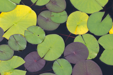 Leaves of water lily (Nymphaéa) on the surface of garden pond. - 120499964