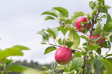 Fresh red apple on a branch. Selective focus. Shallow depth of f