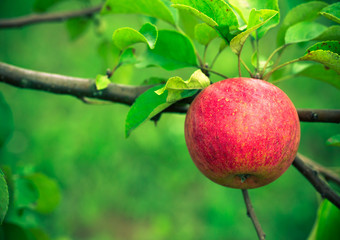 Fresh red apple on a branch. Selective focus. Shallow depth of f