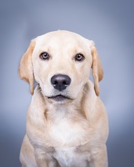 Dog on background. taken in a studio.