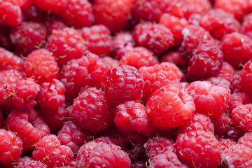 Lots of fresh bright red raspberries. Selective focus. Shallow d