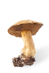Autumn harvest of wild mushroom (Xerocomus subtomentosus) isolat