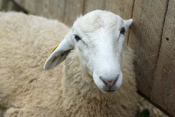 white sheep face near a barn wall