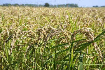Ears of rice in paddy field