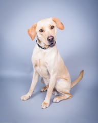 Dog on background. taken in a studio.