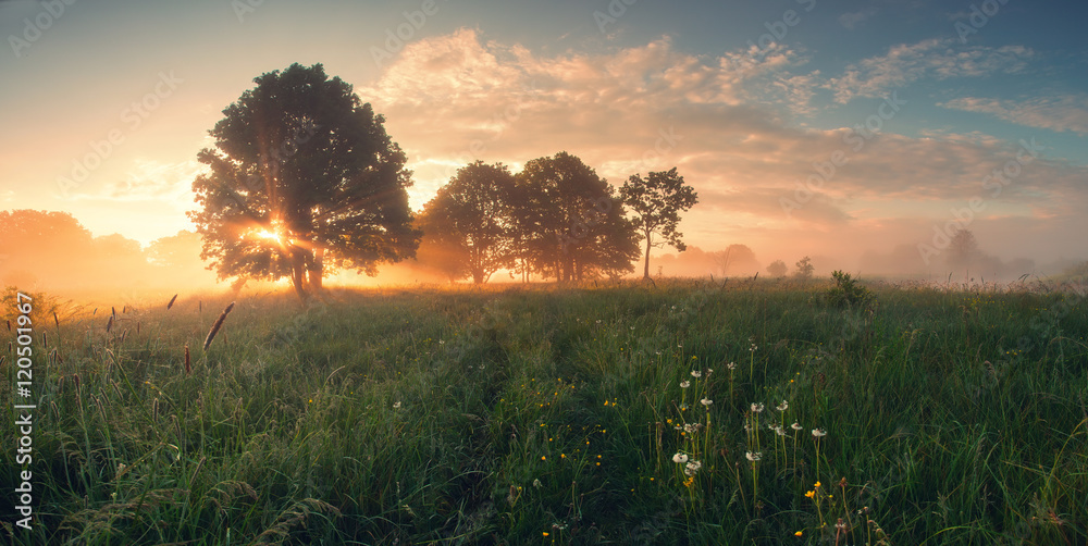 Wall mural colorful spring sunrise on meadow