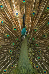 Obraz premium Birds, Peacock,Green peafowl, Pavo muticus (Pavo cristatus) 