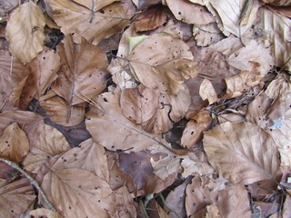 feuilles mortes