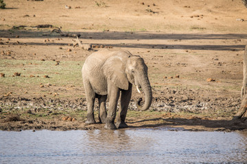 An Elephant drinking in the Kruger.