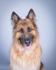 Dog on background. taken in a studio.