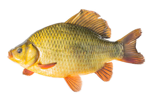 Fish concepts.