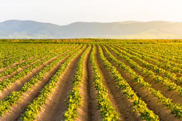 Agricultural field with growing potatoes at sunset