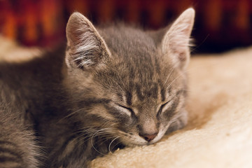 Sleeping little cute cat