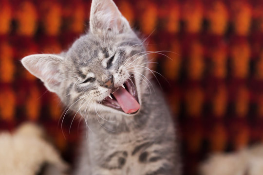 Little cute cat yawning with eyes closed