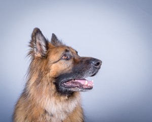 Dog on background. taken in a studio.