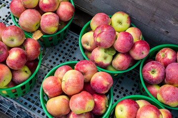 Lobo apples in a basket at the market