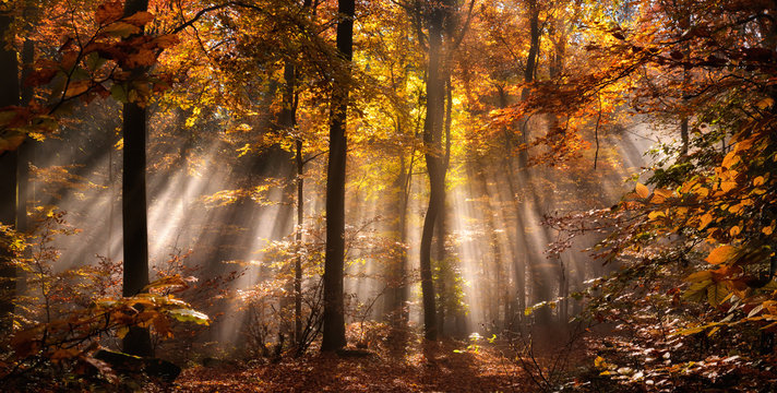 Fototapeta Magische Lichtstimmung in einem nebligen Wald im Herbst