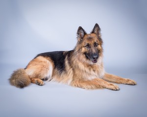 Dog on background. taken in a studio.