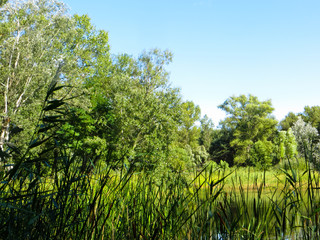 Fototapeta premium Landscape with green trees
