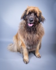 Dog on background. taken in a studio.