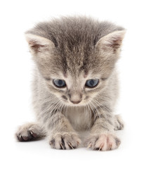 Small gray kitten.