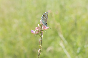 Beautiful butterfly on a flower