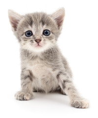 Obraz premium Small gray kitten.