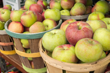 Lobo apples in a basket at the market