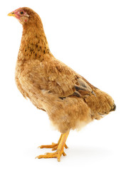 Brown hen isolated.