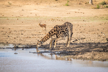 Fototapeta na wymiar Giraffe drinking water in the Kruger.