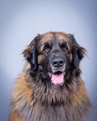 Dog on background. taken in a studio.