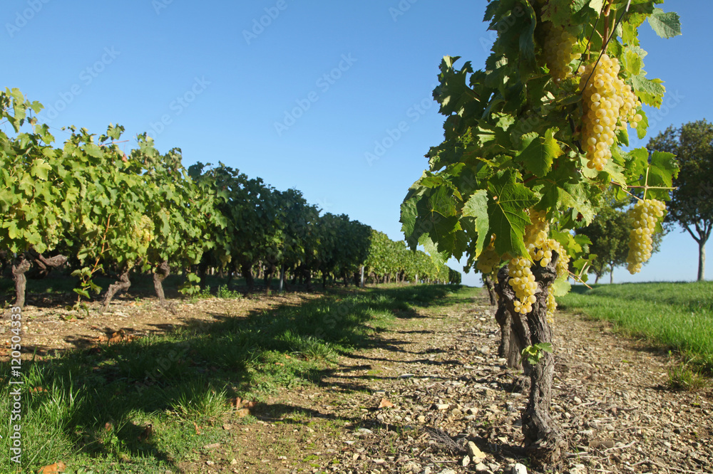 Canvas Prints Vignoble charentais