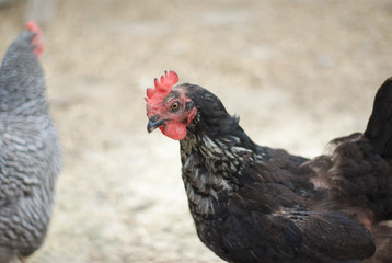 black hen portrait with gray chicken in background
