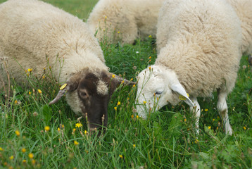Naklejka na ściany i meble rural scene of sheets eating grass in a meadow 