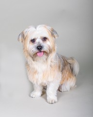 Dog on background. taken in a studio.