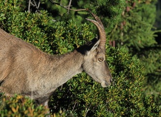 Head of a female alpine ibex in the Swiss Alps