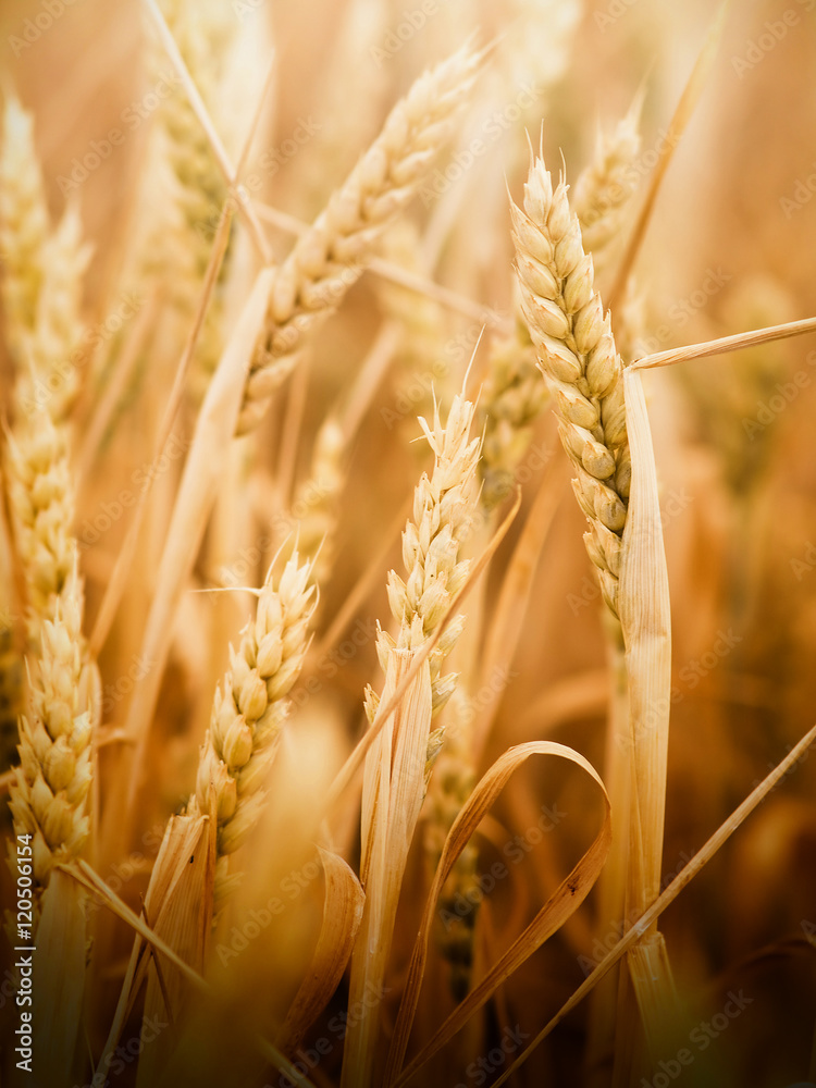 Poster wheat closeup