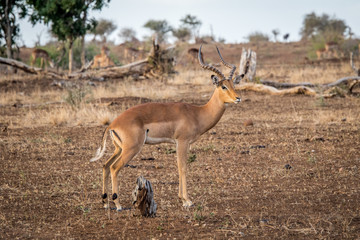 Male Impala from the side.