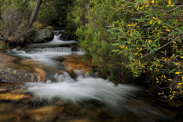 brook in autumn