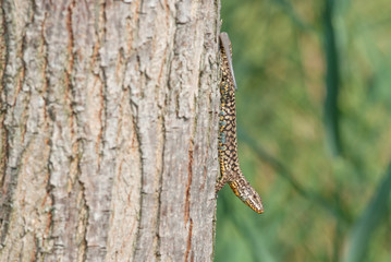 lucertola su un albero